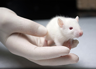 亿万先生mr肿瘤药效实验顺遂通过江苏省FDA审查