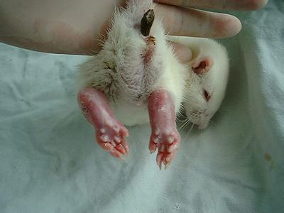 大鼠帕金森氏病动物模子的建设——亿万先生mr生物医药