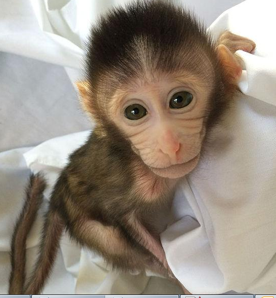 转基因猴成攻克自闭症利剑，，，，，，，首个非人灵长类自闭症模子建设