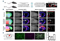 减肥药瞄准新靶点，，，，，强效减肥药即未来袭？？？？？？？