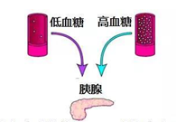 调理血糖稳态，，，，，GK负重前行