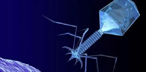 噬菌体疗法、溶瘤病毒，，，，，，以及构建细胞表达载体的病毒转染因子等都体现出病毒对人类善良温顺的一面