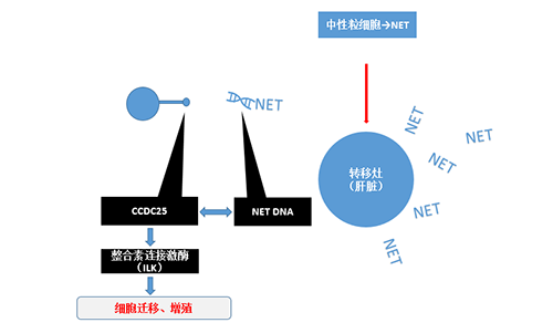 除了纯粹的捕获，，，，，，NET DNA与CCDC-25的连系还增强了癌细胞的侵袭行为，，，，，，增进了癌症的肝转移。。。。。。