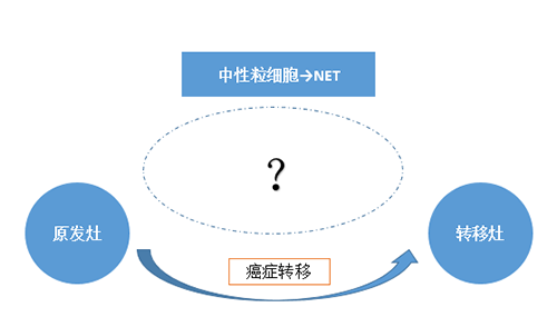 NET可能会通过某些方法“捕获”或“叫醒”癌细胞，，，，，，从而造成癌细胞的迁徙。。。。。。