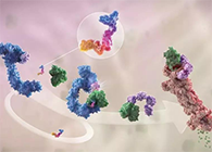 LYTAC出生，，，，，，与PROTAC并肩作战针对不可成药的靶点