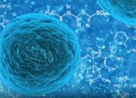 攻克三阴性乳腺癌，，，，，，，蜜蜂毒液竟是要害？？？？？？？？