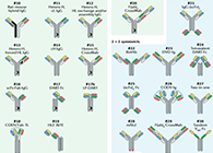【云回首】理论、规则、实践，，，，，三位一体解说双抗的生物剖析