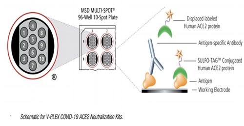 竞争性配体结正当(CLBA)的中和抗体检测原理