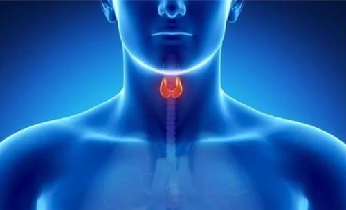 Science速递 | 揭开甲状腺的神秘面纱，，，，，，，开启代谢药物新征程