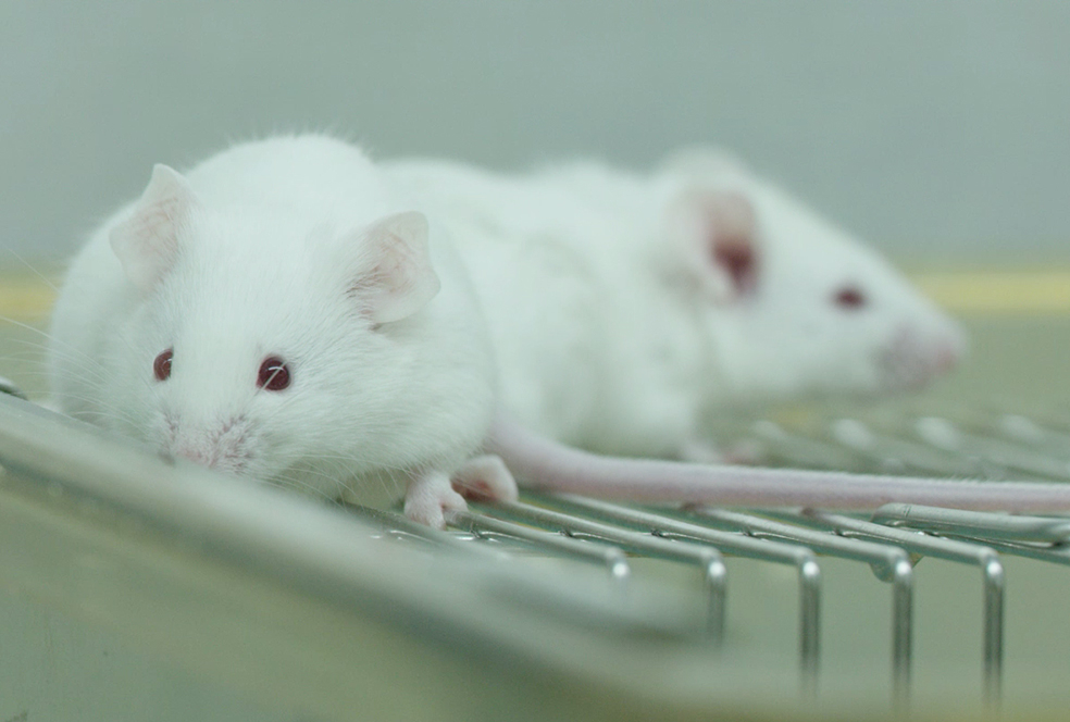 带你相识亿万先生mr临床前研究效劳 