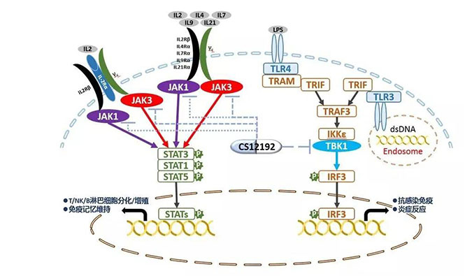 自身免疫疾病或迎新疗法！亿万先生mr助力微芯生物CS12192获批FDA