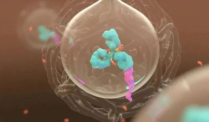 美研 | ADC，，，，，，为靶向给药而精准深耕