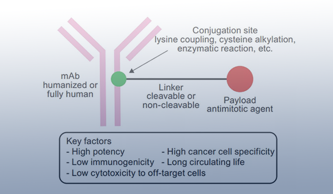 ADC药物：迎接市场热潮，，，，，，，攻破研发壁垒