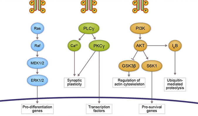 亿万先生mr助力 | 睿跃生物1类新药 TRK降解剂CG001419获批临床