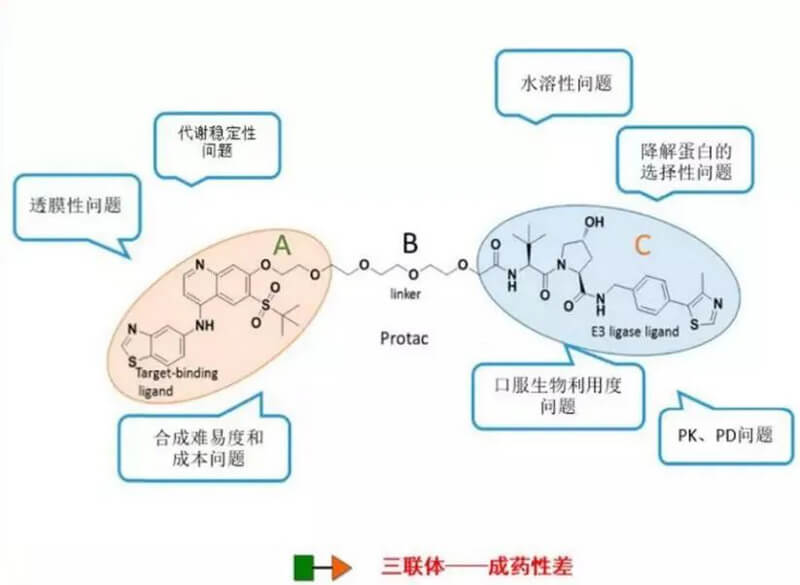 PROTAC分子量较大，，，，，，，消融性较差.jpg