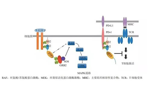 亿万先生mr助力凌达生物SHP2变构抑制剂RG001片获批临床.jpg