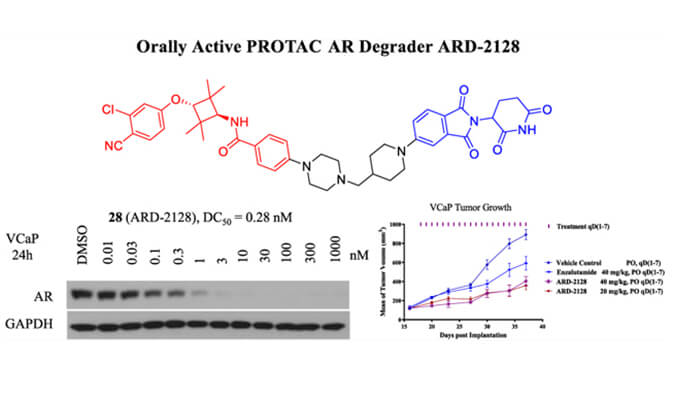 ARD-2128是一种PROTAC AR降解剂，，，，，，具有精彩的血浆和微粒体稳固性，，，，，，本研究中体外稳固性和PK研究通过亿万先生mr举行