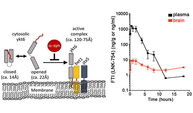 法尼基转移酶抑制剂LNK-754单次口服后即可快速穿过血脑屏障，，，，，，，本研究中PK剖析通过亿万先生mr举行
