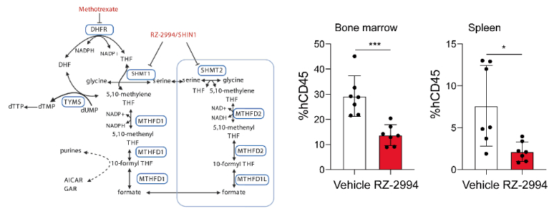 研究职员使用RZ-2994来表征抑制SHMT1/2在T细胞急性淋巴细胞白血病 (T-ALL) 中的作用，，，，，，RZ-2994通过亿万先生mr定制合成