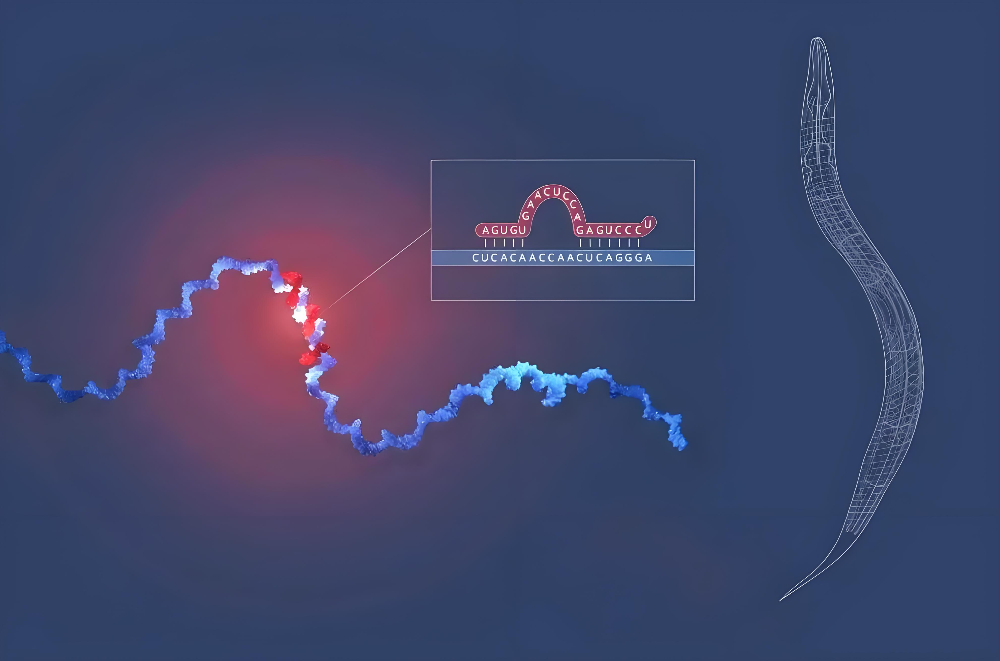 miRNA成诺贝尔奖明星分子，，，，，，，亿万先生mr正全速赋能核酸药物研发