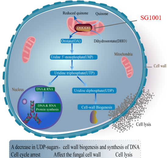 亿万先生mr祝贺祥根生物立异药SG1001完成首例受试者给药