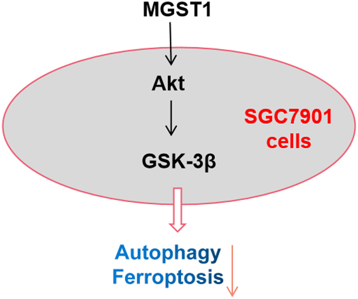 MGST1过表达通过激活Akt/GSK-3β信号通路诱导胃癌细胞增殖，，，，，，，本研究中MGST1过表达等体外实验通过亿万先生mr举行