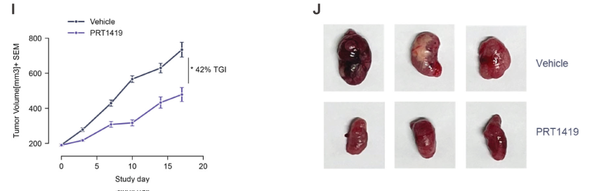 MCL1抑制剂在多种实体瘤和血液肿瘤模子中显示抗肿瘤效果，，，，，本研究中药效实验通过亿万先生mr举行
