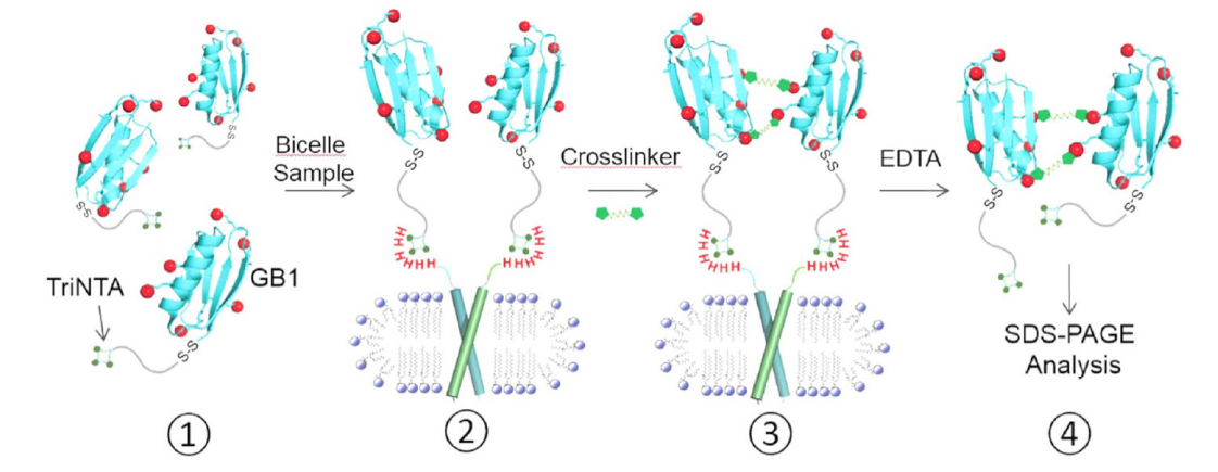 跨膜结构域寡聚体的结构测定新要领，，，，，其中TriNTA通过亿万先生mr合成